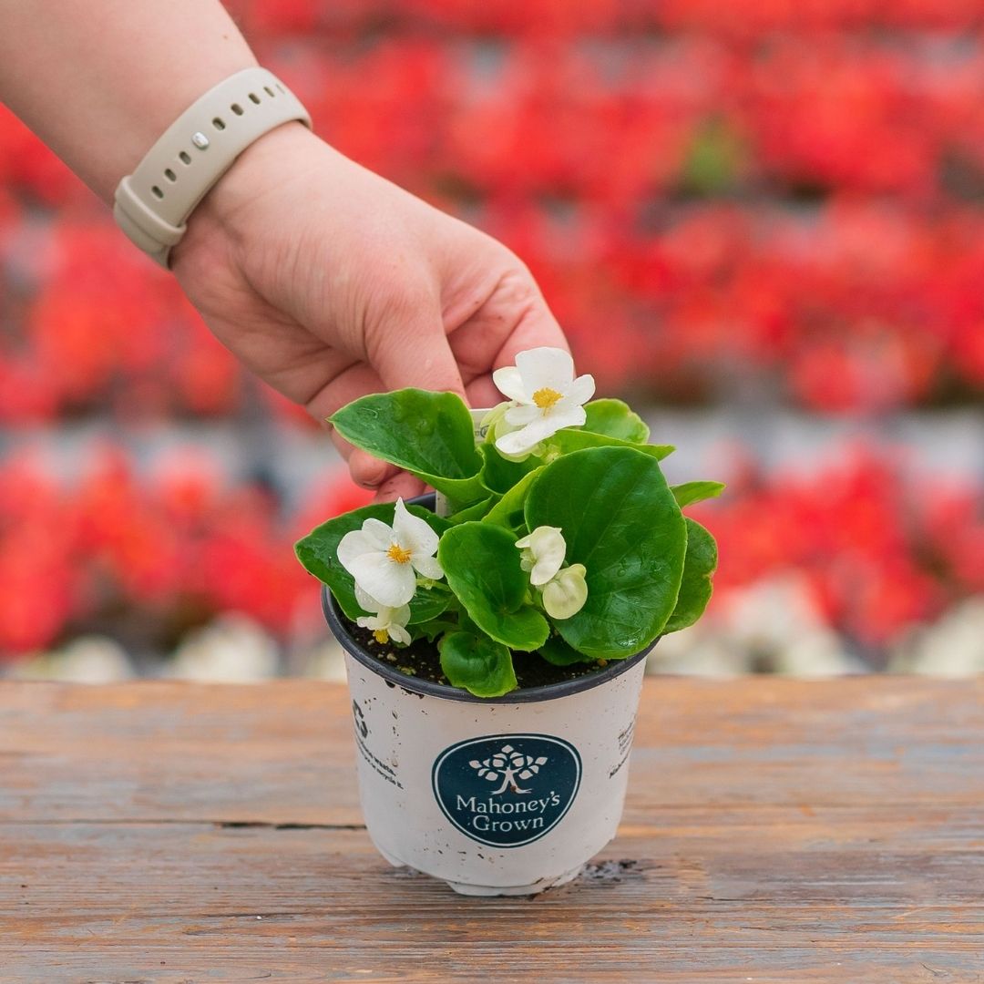 Begonia – Bada Bing White – 4″ Pot